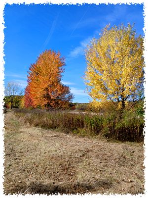 autumn2.jpg