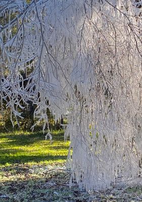 Willow Weeping Ice