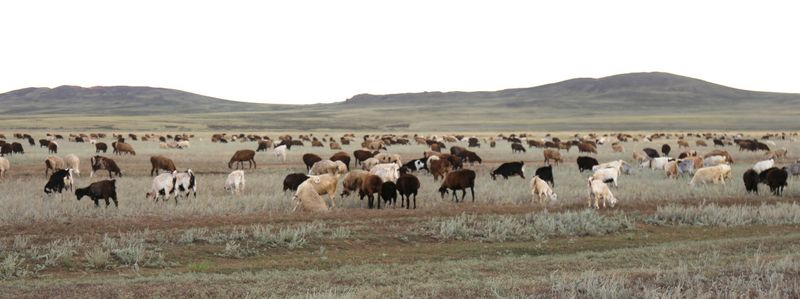 goats of Bugyly mountains