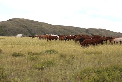 Steppe's horses of Bugyly mountains