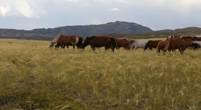 Steppe's horses of Bugyly mountains