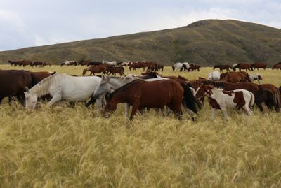 Steppe's horses of Bugyly mountains