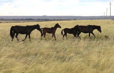 Steppe's horses of Bugyly mountains