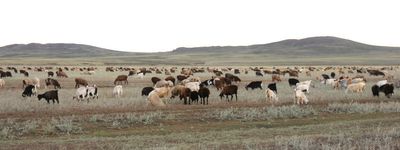 goats of Bugyly mountains