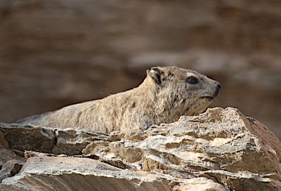 IMG_9533.JPG