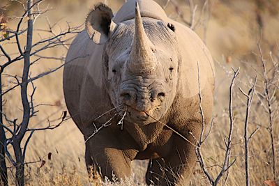 Namibia