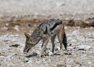 IMG_0003d.JPG