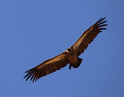 IMG_0437.JPG