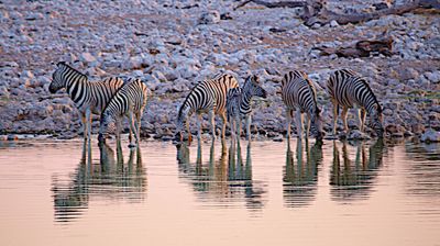 IMG_9996a.JPG