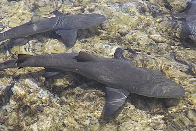 Sharks