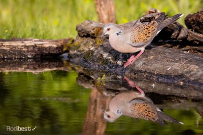 Birds