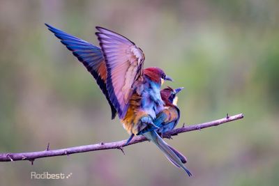 Birds