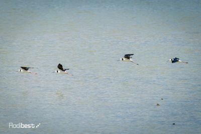 _J3A3364-Enhanced-NR.jpg