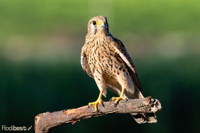 Birds