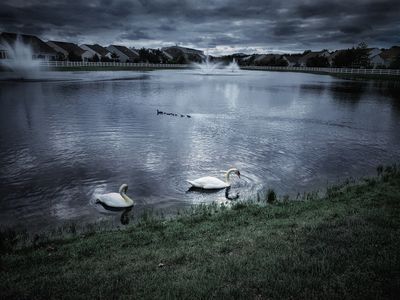 Swans.jpeg