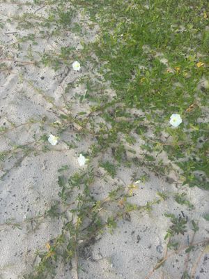 g13/27/538227/3/175651835.675ac554.JPEG