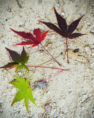 Korea in Autumn