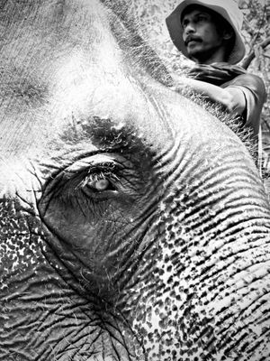 Mahout and his elephant