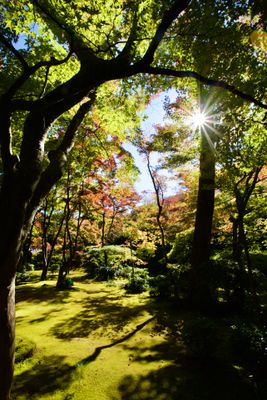 The secret garden