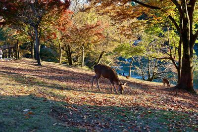 Autumn in Kyoto