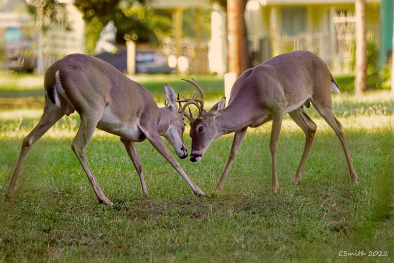 FIGHTING FOR THE RIGHT TO MATE