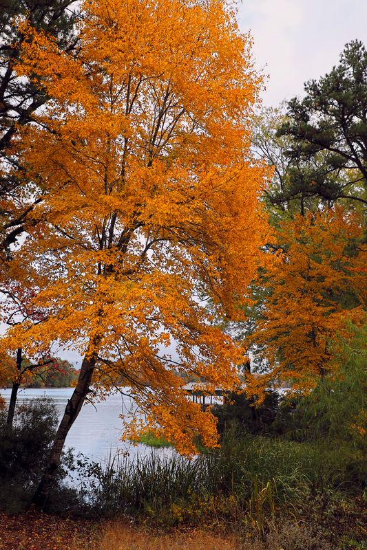 NEON ORANGE