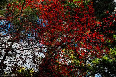 REDS OF AUTUMN