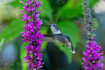 hummingbirds