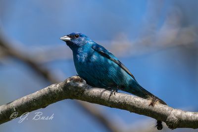 DSC_0345-Enhanced-NR-S.jpg