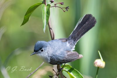 DSC_0619-Enhanced-NR-S.jpg