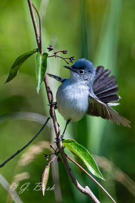 Blue-gray gnatcatcher