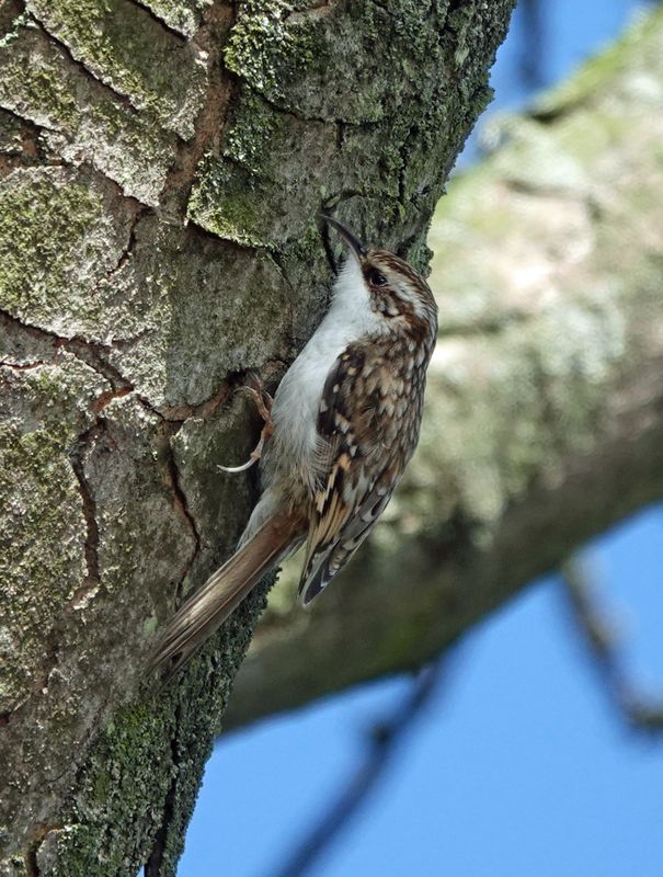 Tree Creeper