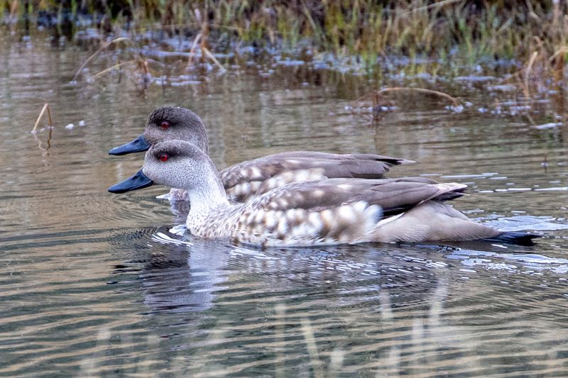 Crested Duck
