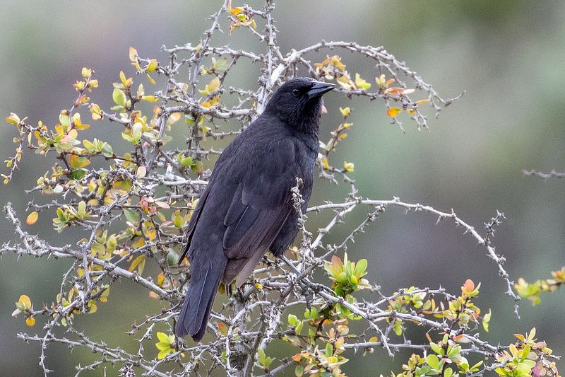 Austral Blackbird