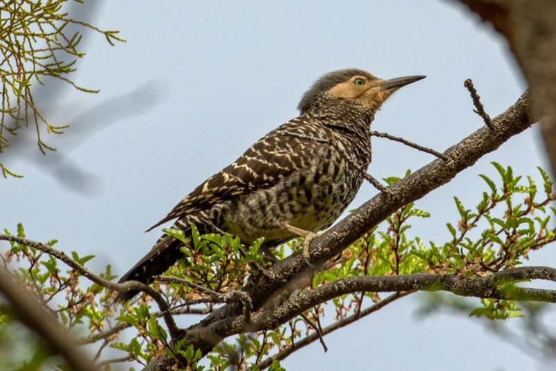 Chilean Flicker