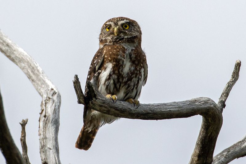 Austral Pygmy-Owl
