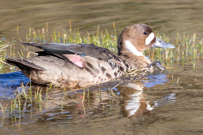 Spectacled Duck