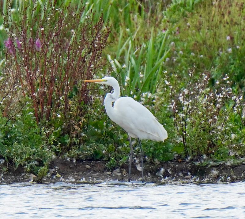 Great White Egret