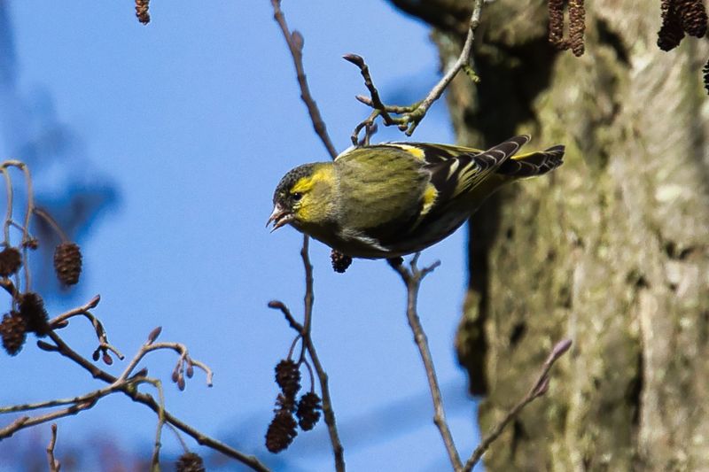 Siskin