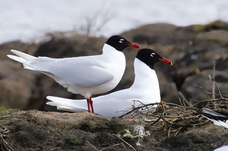 Mediterranean Gull