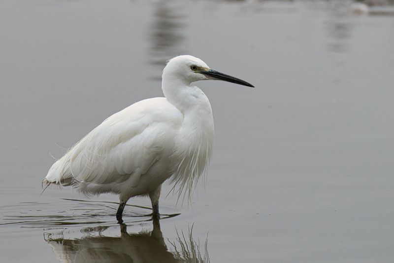 Little Egret
