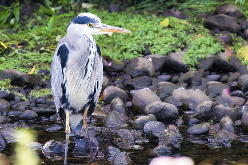 Grey Heron