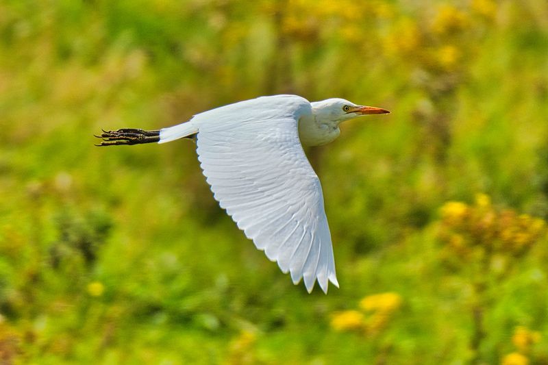 Cattle Egret