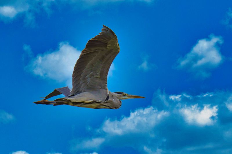 Grey Heron