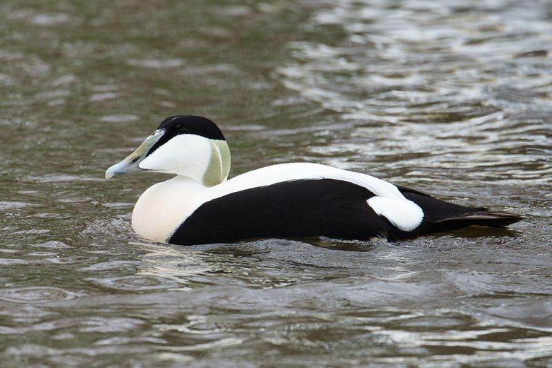 Eider Duck