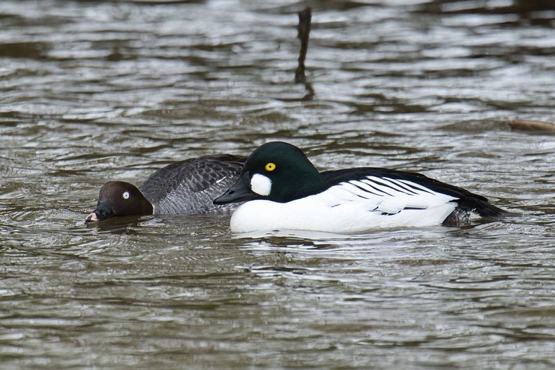 Goldeneye