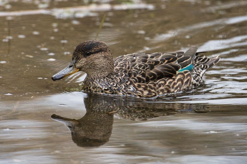 Teal
