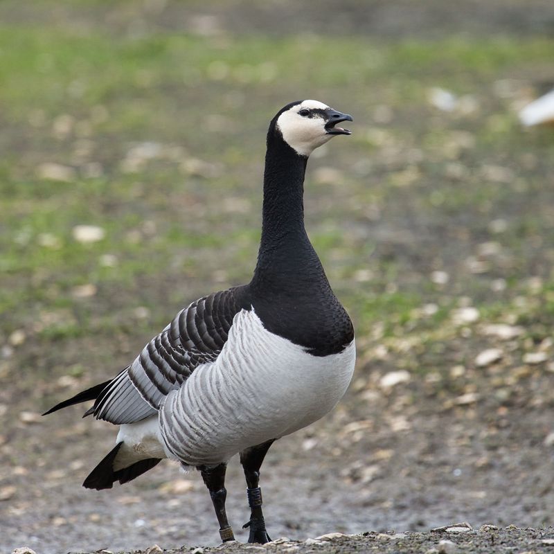 Barnacle Goose