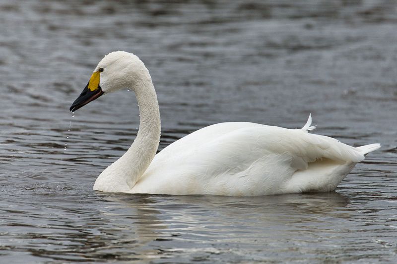Bewick Swan