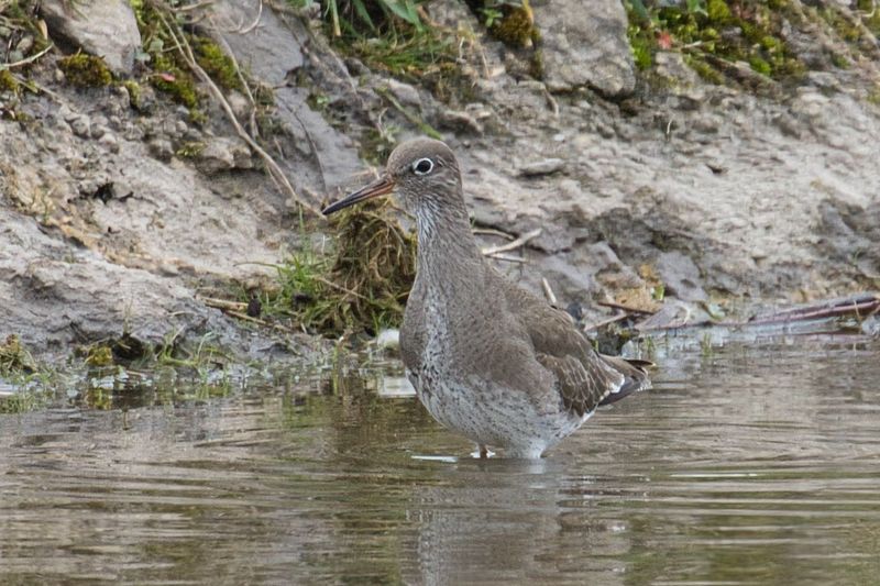 Redshank